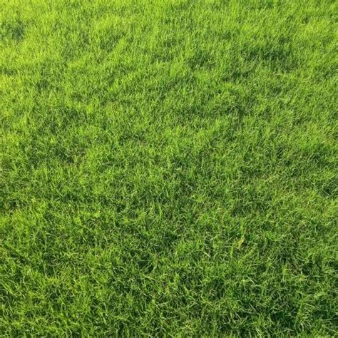 Fertilizer Natural Carpet Lawn Grass, For Garden at Rs 4/square feet in Kolkata