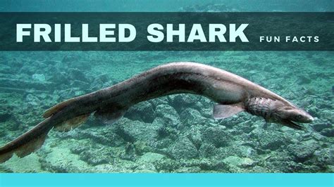 Frilled Shark Facts For Kids | Kids Matttroy