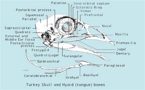 Diagrams,poultry parts,charts, and lots of reading Updated Nov. 13th ...