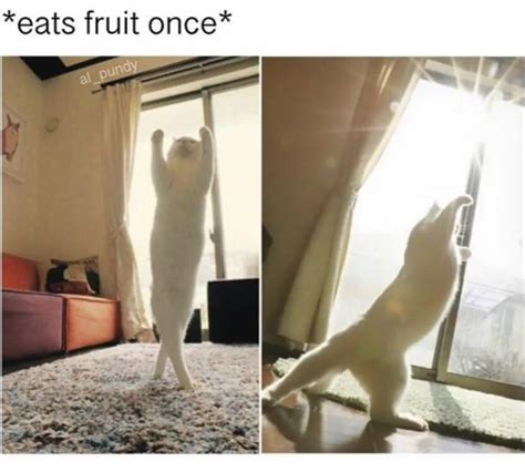 Epic cat yoga : r/memes