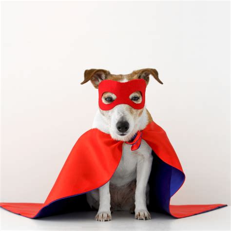 Superhero Dog Costumes You'll Love