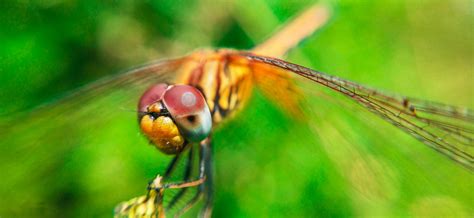 Dragonfly macro photography - PixaHive