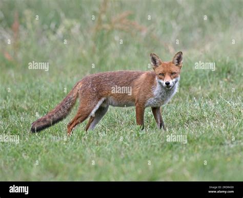 Red fox standing Stock Photo - Alamy