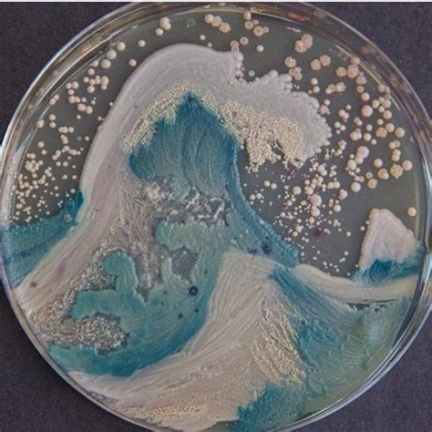 Bacteria Art. Microbiologists have their own art competitions using bacteria in Petri dishes ...