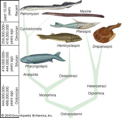 Agnathan | Definition, Characteristics, Habitat, Examples, Reproduction, & Facts | Britannica