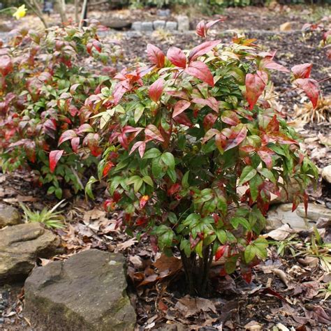 Flirt™ Nandina Shrub | Shrubs, Landscaping plants, Fast growing trees