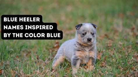 150+ Blue Heeler Names from the Land Down Under!