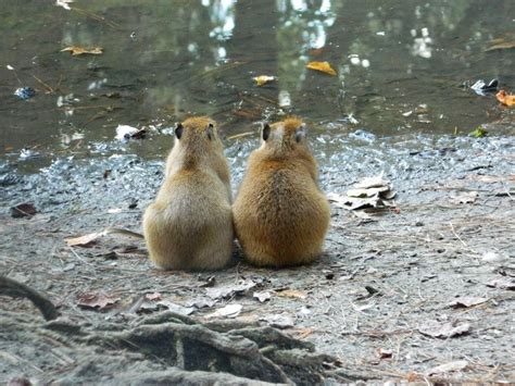 Two Baby Capybara by JennyM-Pics on deviantART | Baby capybara, Capybara, Capybara pet