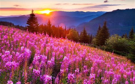 filed, Nature, Sky, Sun, Flowers, Mountain, Green Wallpapers HD / Desktop and Mobile Backgrounds