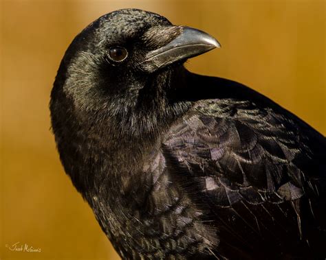 The Crafty American Crow | BirdNote