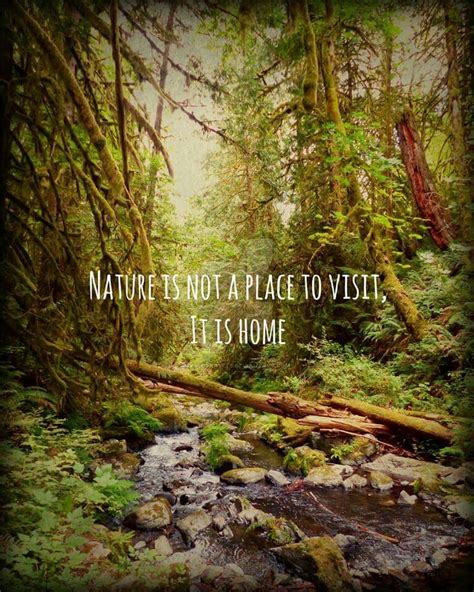 Pin by Annk on Inspirational | Nature quotes, Forest photography, Nature