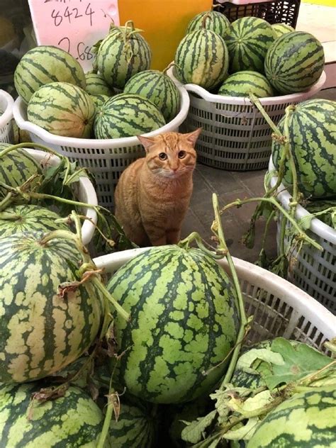 Create comics meme "get the watermelon cat, humor, watermelon fun" - Comics - Meme-arsenal.com