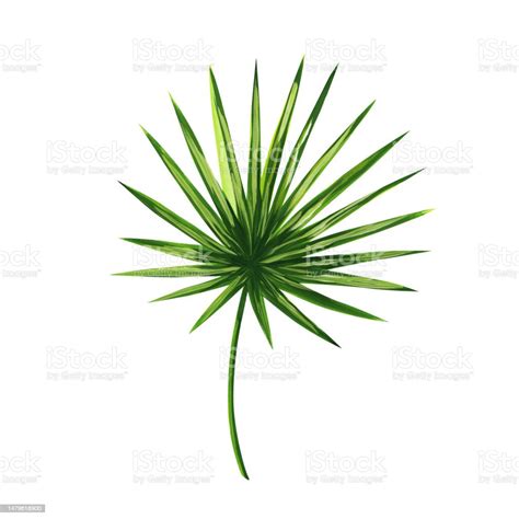 Fan Palm Leaf Hand Drawn Realistic Clip Art Isolated On White ...