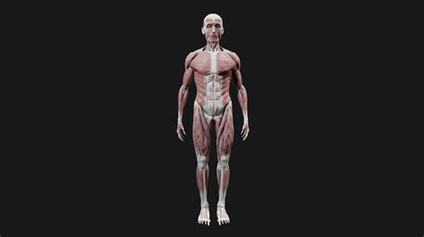 Simplified Male Muscular System - 3D model by Alexander (@qwertzus) [4f25890] - Sketchfab