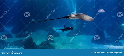 Manta Ray Fish Swimming in an Oceanic Habitat Stock Image - Image of ...