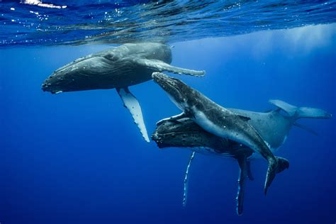 Humpback Whale Breeding