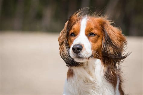 Kooikerhondje (Charakter, Ernährung, Pflege)