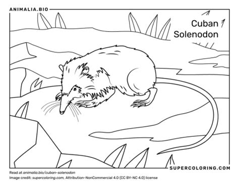 Cuban Solenodon - Facts, Diet, Habitat & Pictures on Animalia.bio