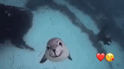 Seal Animal GIF - Seal Animal Happy - Discover & Share GIFs