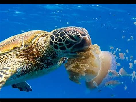 Turtle Eats Jellyfish - YouTube