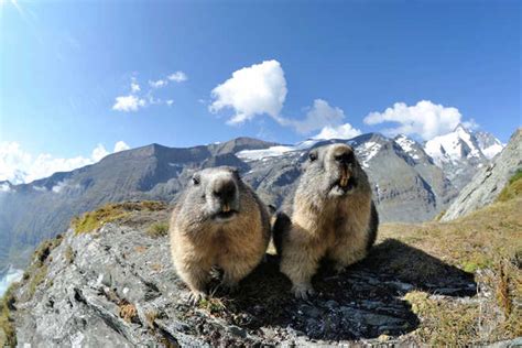 Himalayan marmot genome offers clues to life at extremely high altitudes : The Tribune India