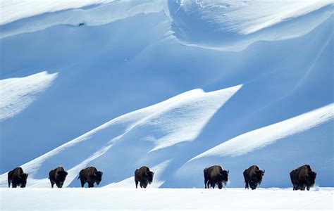 Bison Herd In Snow, Yellowstone National Park, Wyoming, Usa Photograph by Danny Green / Naturepl ...