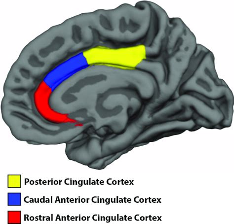 Anterior Cingulate Cortex