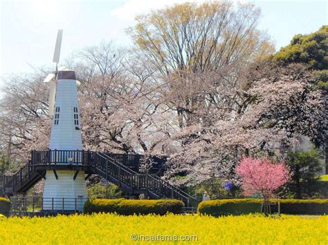 Saitama's Stunning Cherry Blossom Corridor, the longest in Japan