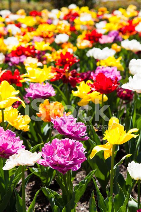 Tulips Garden Stock Photo | Royalty-Free | FreeImages