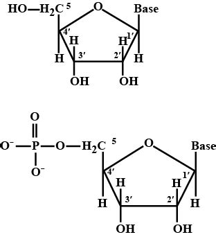 Structure Of Nucleoside