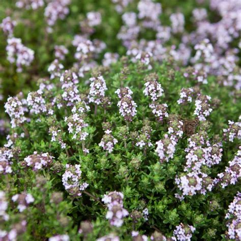 THYMUS VULGARIS | Vivero Arnal