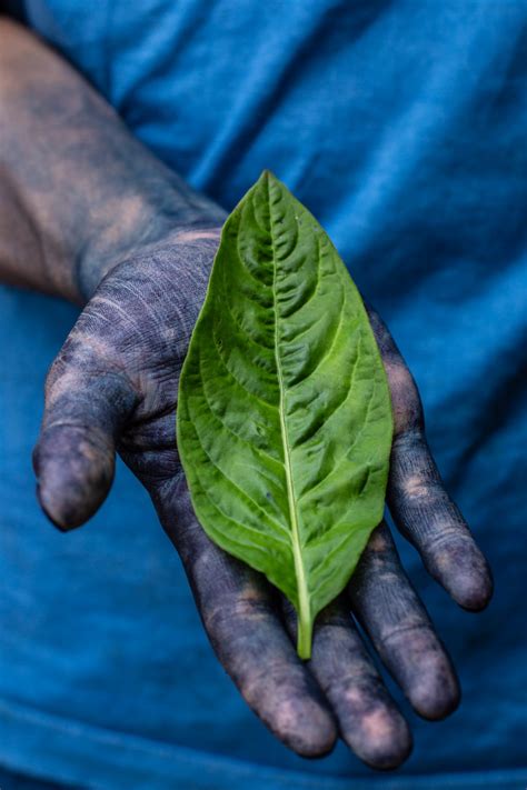 Courier: how to work better and live smarter | Indigo plant, Indigo dye, Dyeing techniques