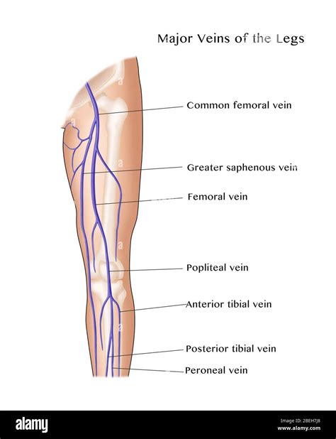 Deep femoral vein Cut Out Stock Images & Pictures - Alamy