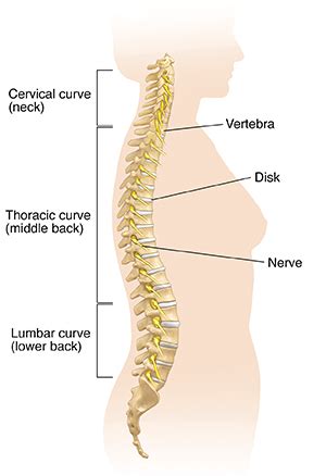 Lumbar Disk Disease (Herniated Disk) | Cedars-Sinai