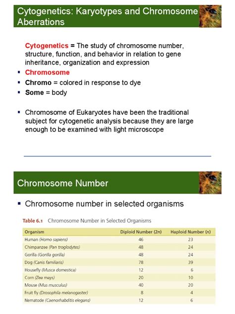 Cytogenetics Lesson 3 | Karyotype | Cytogenetics