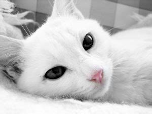 白猫が好きなら絶対はまる厳選画像 | 猫画像どっと 猫ブログ