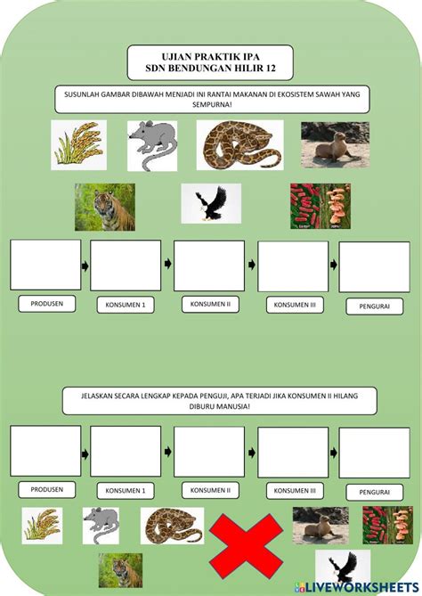 Lkpd rantai makanan interactive worksheet – Artofit