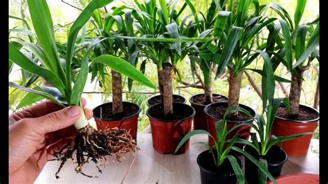 How to propagate Yucca plant from cutting - YouTube