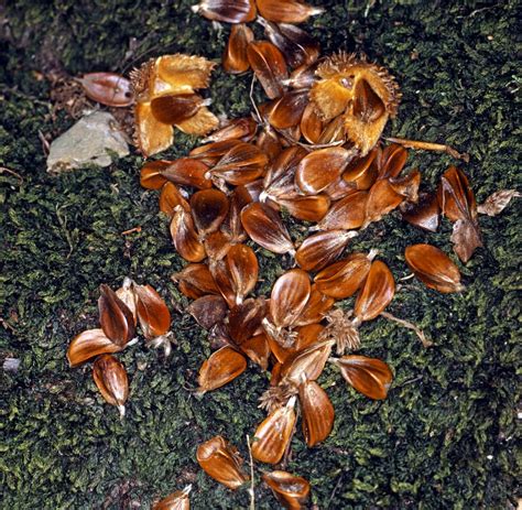 Beech | Description, Uses, Nut, & Species | Britannica