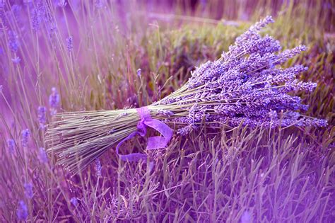 Hoa Lavender món quà của tạo hóa