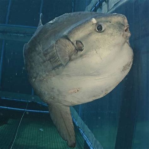 Can sunfish be kept in an aquarium? - DIY Seattle