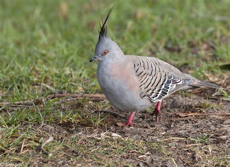 Crested Pigeon Photos - Photographs - Pictures