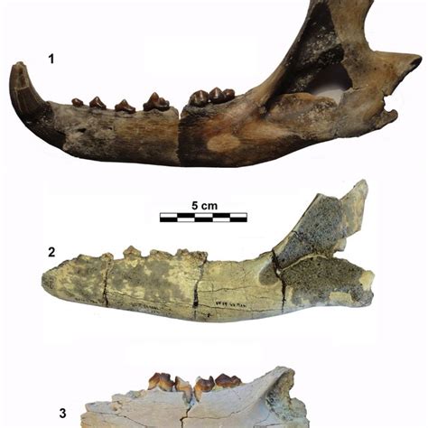 -Comparison of the calcaneum of Amphicyonidae, dorsal view 1) Amphicyon ...