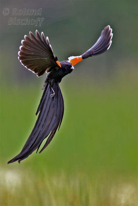 Long-tailed Widowbird, display flight | Pet birds, Bird, Beautiful birds