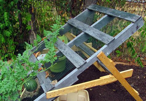 Pin by Susan E on Gardening | Watermelon plant, Survival gardening, Recycled garden projects