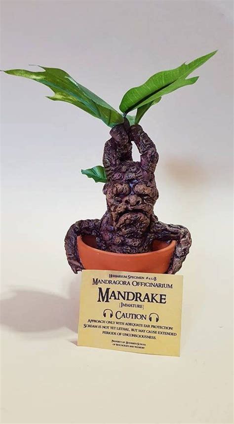 A Mandrake, also known as Mandragora, is a plant which has a root that ...