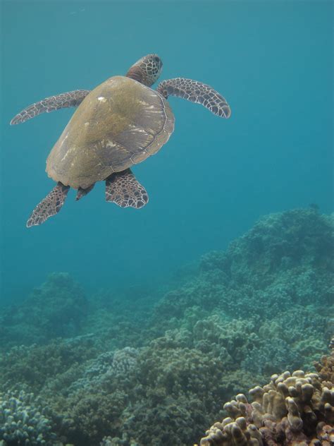 Capturing the Moment: Hawaiian Sea Turtles in Action