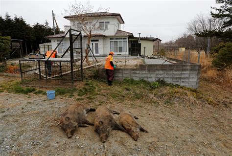 Wild Boars Are Taking Over Japan as Population Ages, Disappears - Newsweek