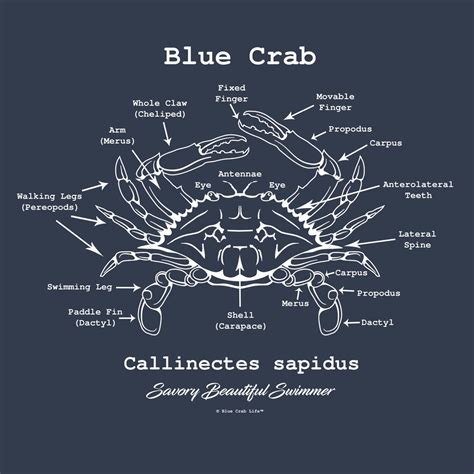 Anatomy Of A Crab