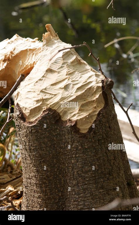 Beaver teeth hi-res stock photography and images - Alamy